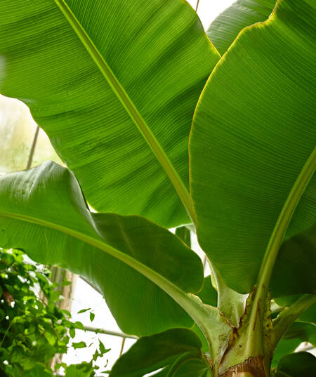 Bananenblätter von unten fotografiert
