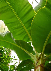 Bananenblätter von unten fotografiert