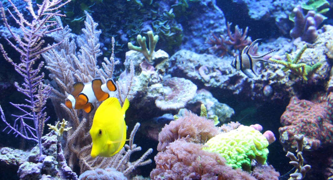 Meerwasseraquarium in der botanika
