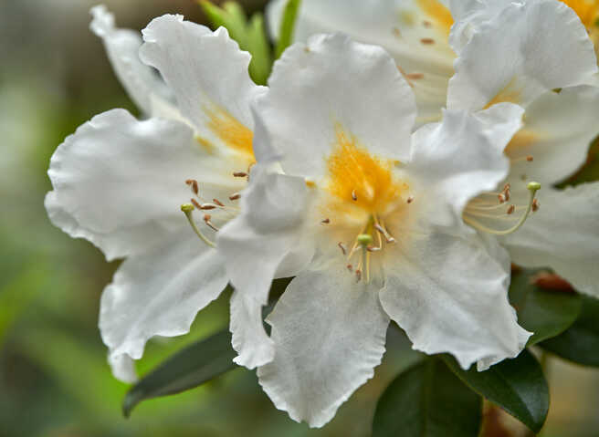 In voller Blüte: Rhododendron veitchianum