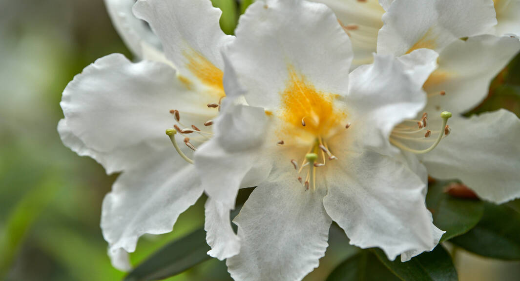 In full bloom: Rhododendron veitchianum