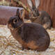 Zwei Kaninchen unterschiedlicher Rassen