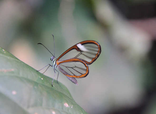 The glasswing butterfly has almost clear wings