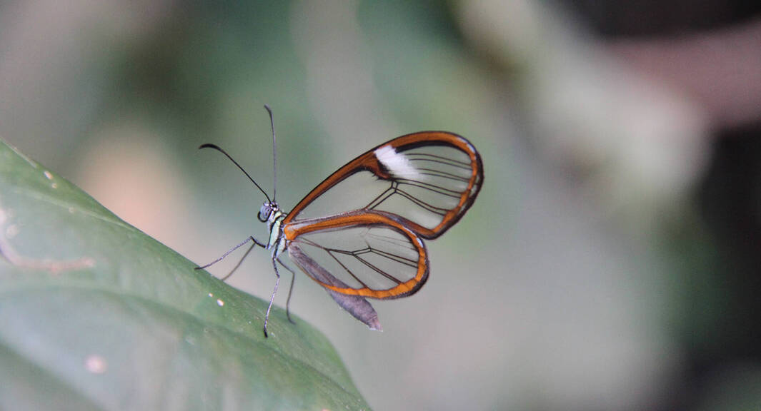 The glasswing butterfly has almost clear wings