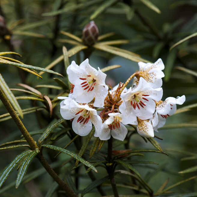 Rhododendron Himatodes in weiß