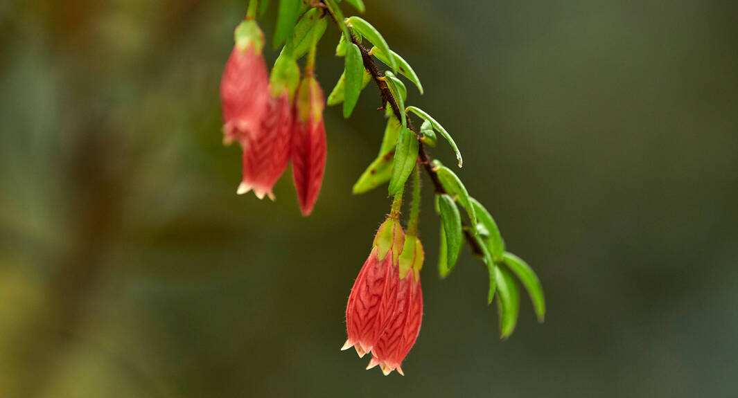Close-up of the small and delicate flowers of Agapetes serpens