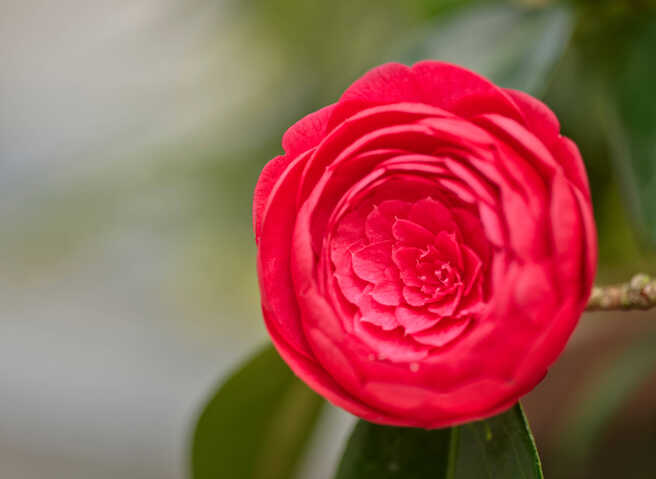 Double-flowered camellia (close-up)