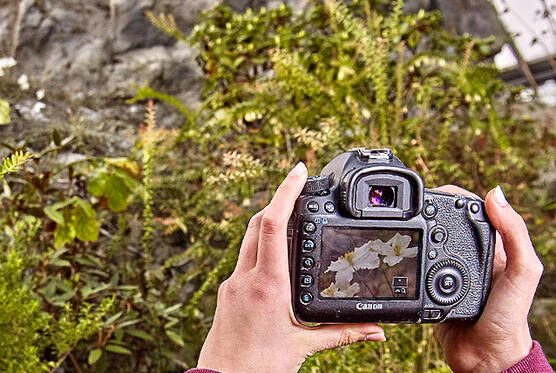 Besucher macht ein Foto im Himalayabereich der botanika