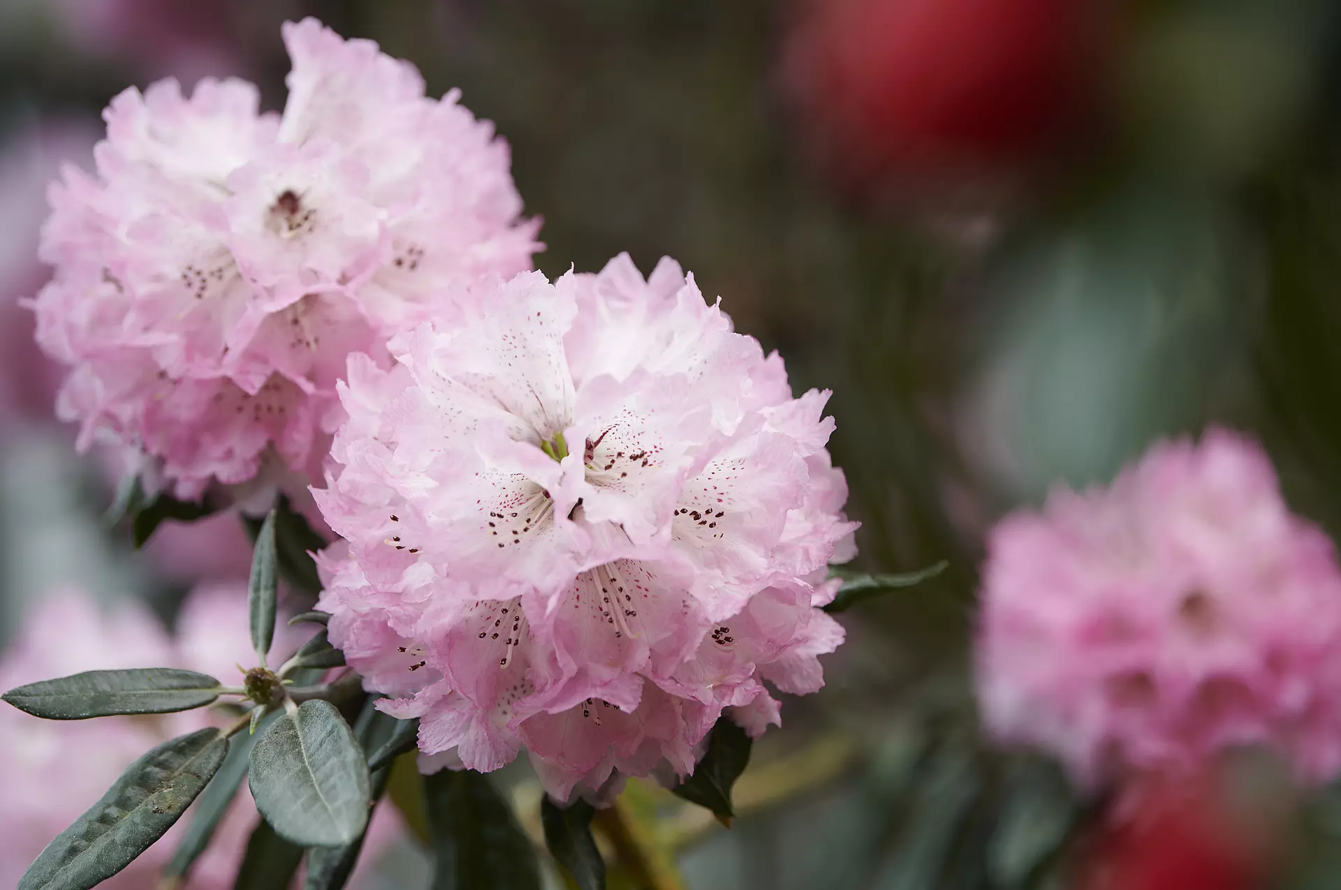 Rhododendron protistum var. giganteum