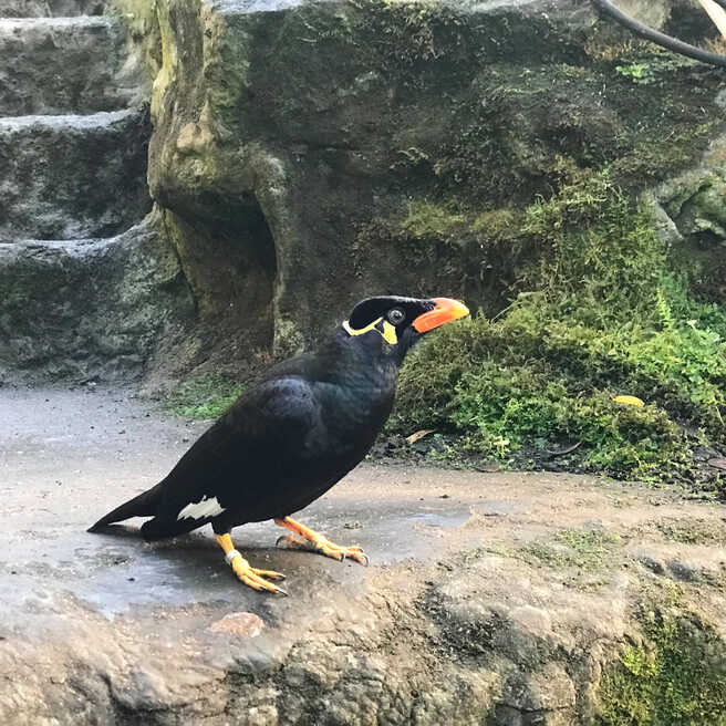 Beos Vogel sitzt auf einem Felsen