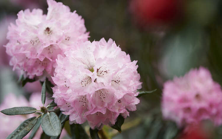 In voller Blüte: Rhododendron protistum var. giganteum