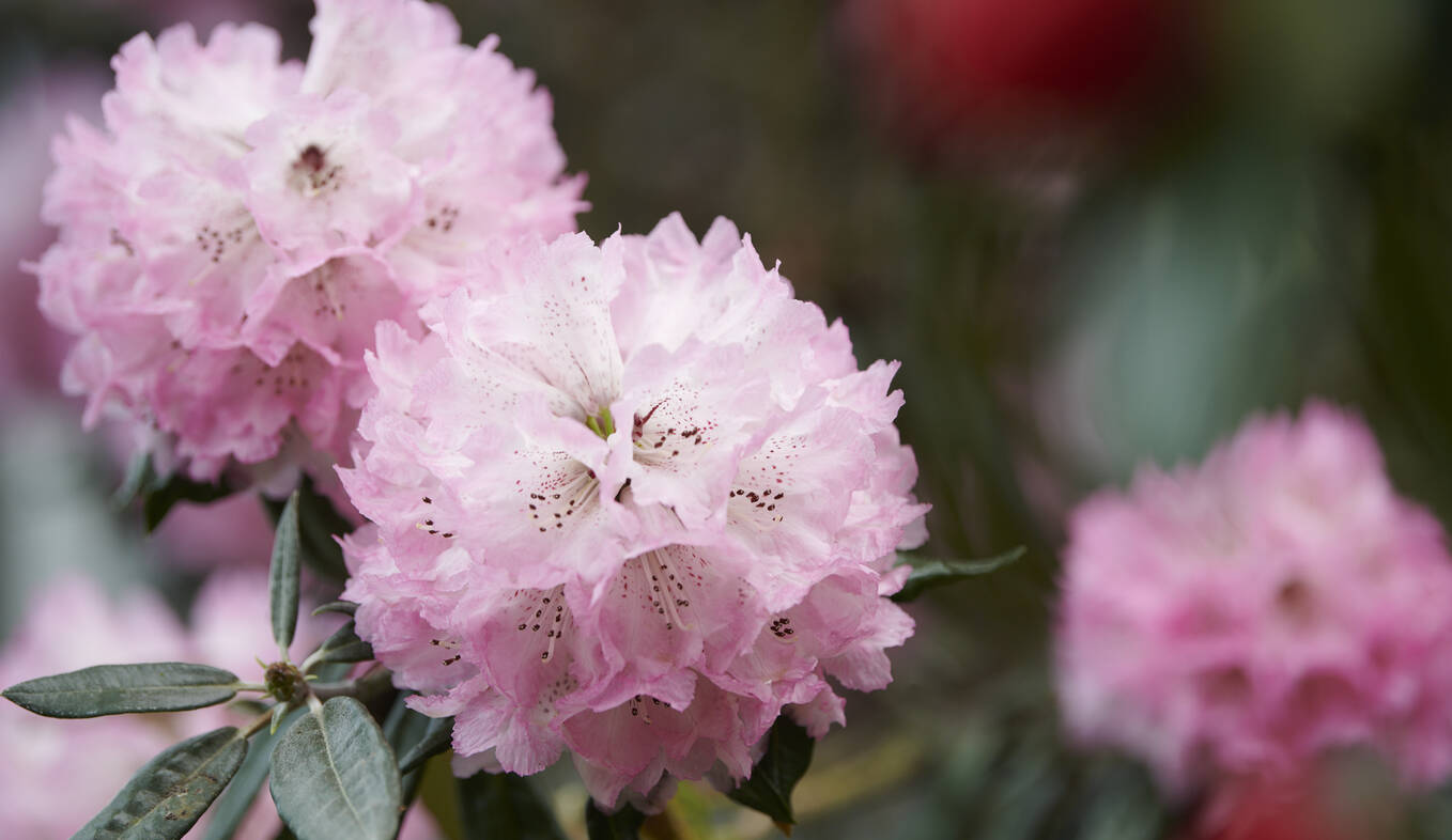 In voller Blüte: Rhododendron protistum var. giganteum