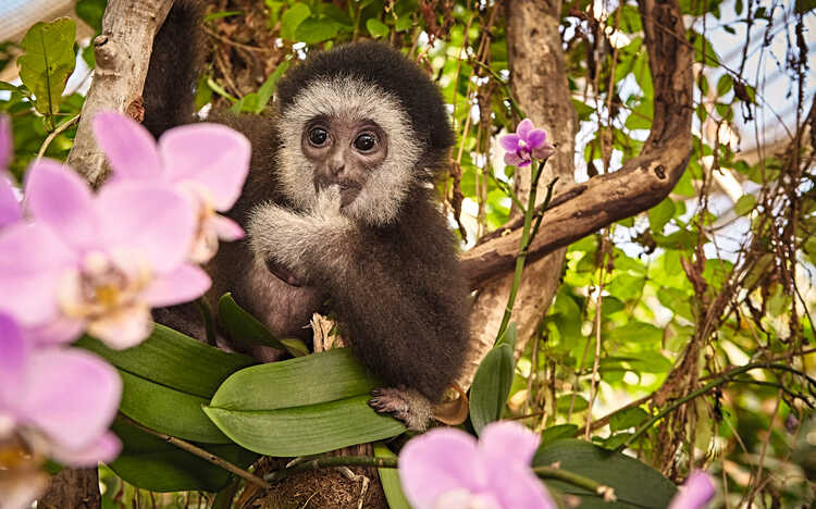 Gibbon Jupp in der botanika