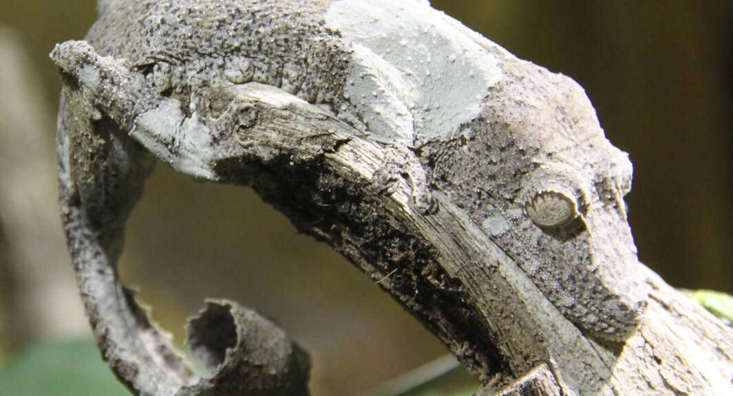 Close-up of a leaf-tail gecko