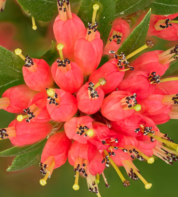 Rhododendron Spinuliferum in der botanika