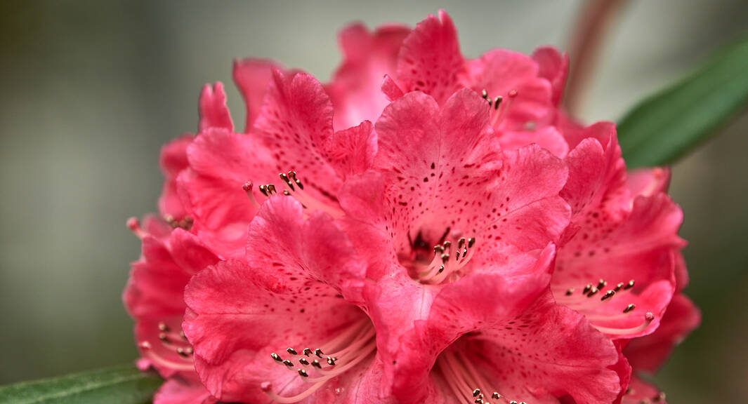 Close-up of a rhododendron flower