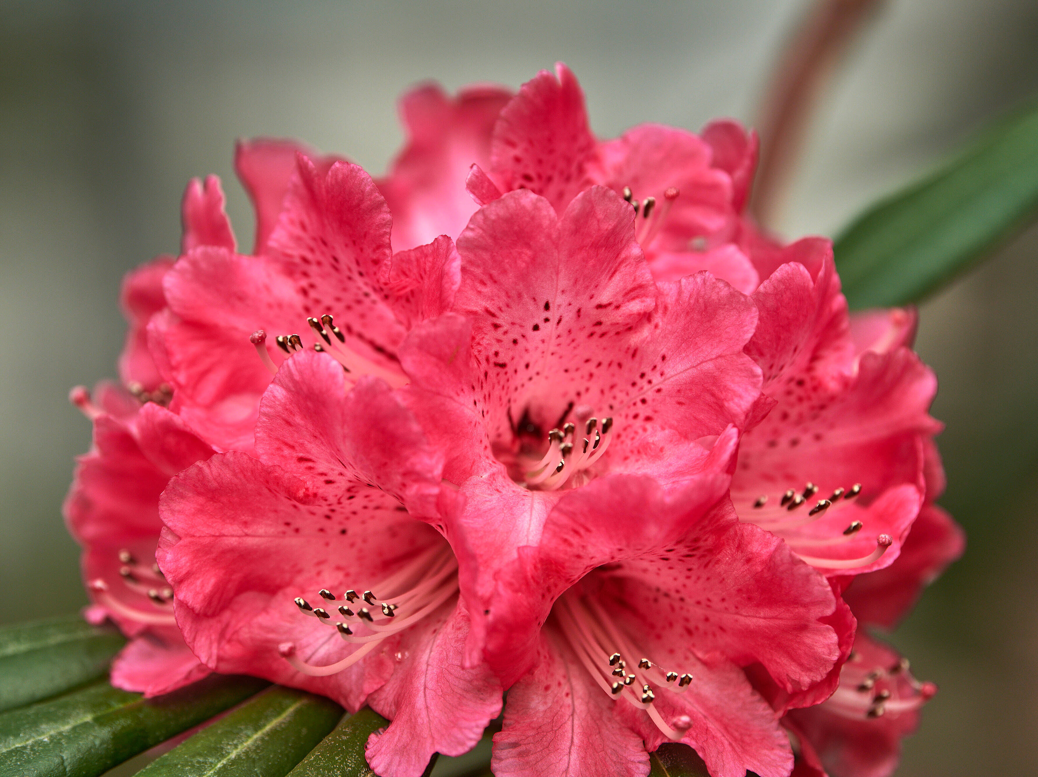 Nahaufnahme einer Rhododendronblüte 