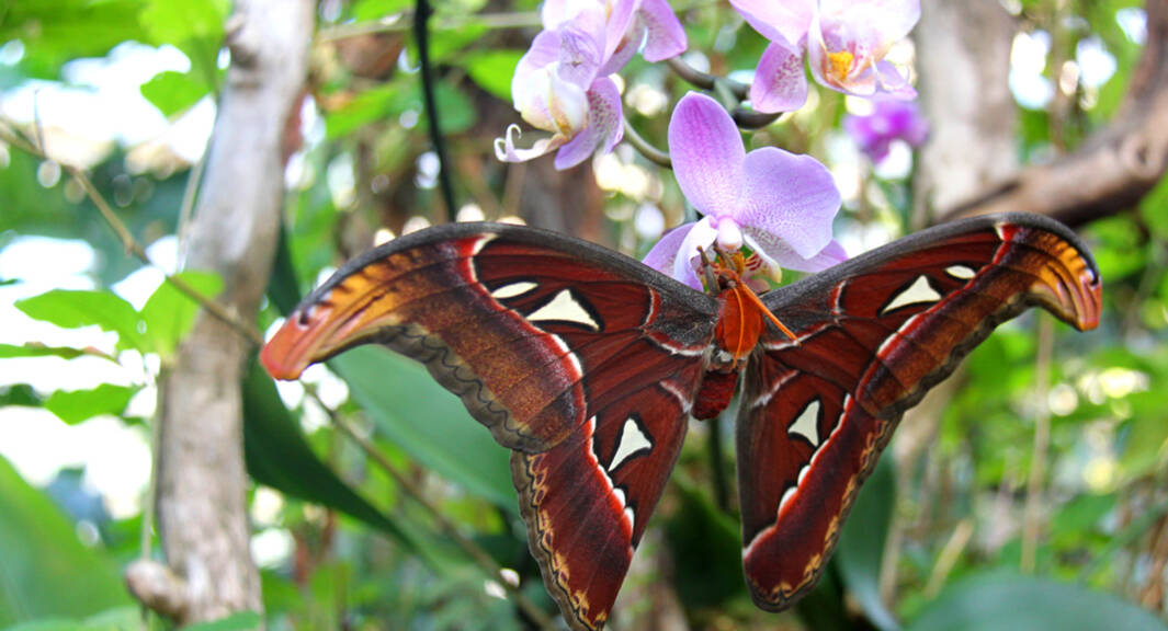 Atlasspinner - eine der größten Schmetterlingsarten der Welt.