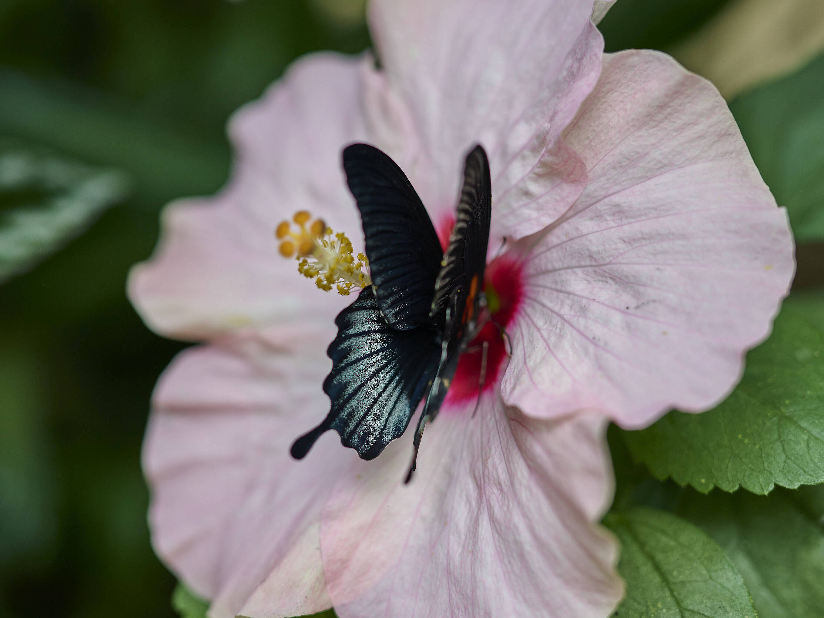Schmetterling an Hibiskusblüte
