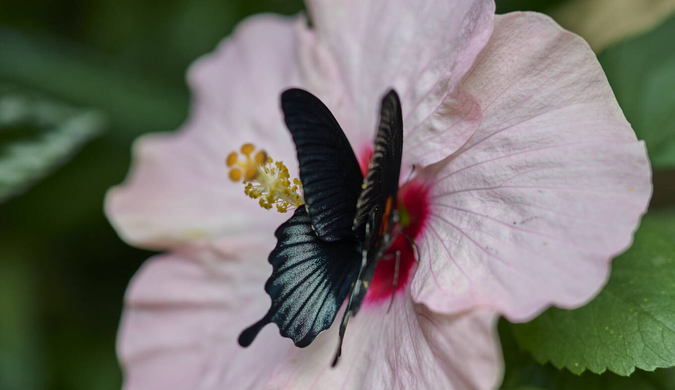 Schwalbenschwanz an einer Hibiskusblüte