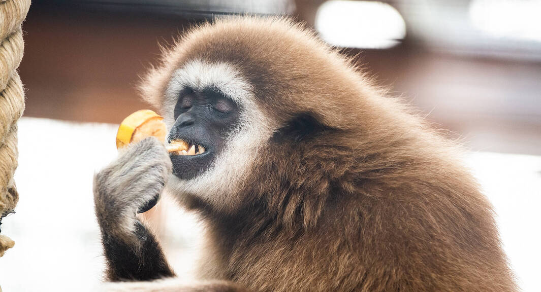 White-handed gibbon Knuppy