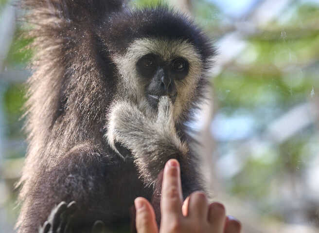 Up close – Jupp the gibbon