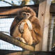 Gibbon im Affengehege der botanika