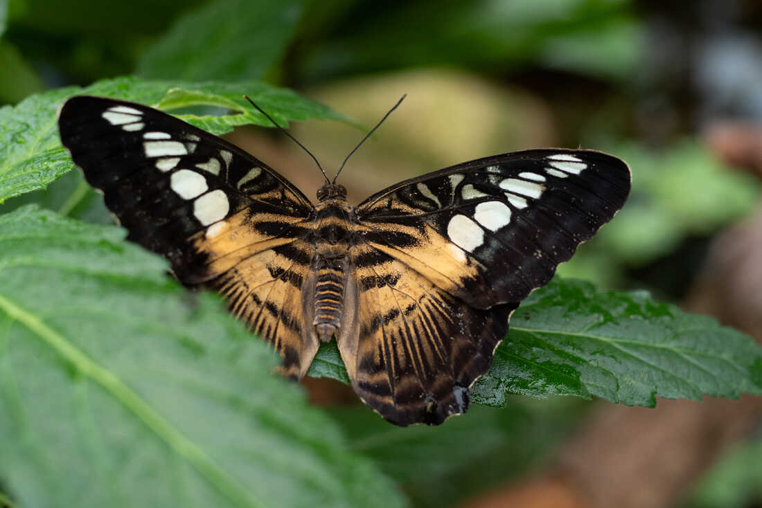 Schmetterling (Parthenos sylvia) – auch Segler genannt