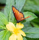 Schmetterling (Danaus gilippus) auf einer Blüte