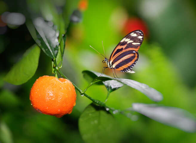 Ein Tiger-Passionsfalter an einer Clementine