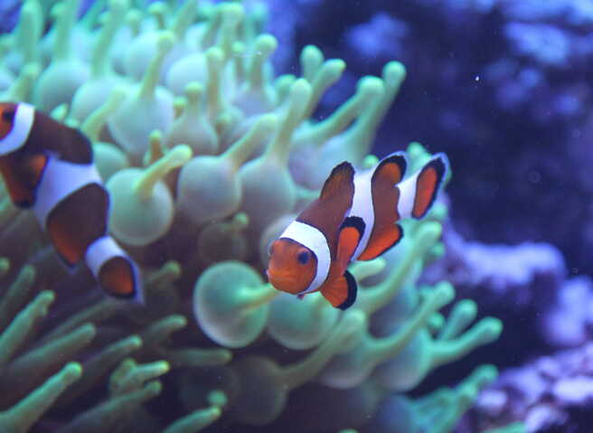 Clownfisch im Meerwasseraquarium
